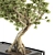 Zen Oasis Bonsai Set 3D model small image 5