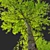 European Beech Tree - Vray and Corona Materials 3D model small image 2