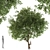 Silver Tears Pear Tree 3D model small image 1