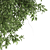 Silver Tears Pear Tree 3D model small image 3