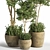 Evergreen Indoor Plant Set 25 3D model small image 2