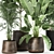 Exotic Plant Collection: Decorative Trees in Copper Pots 3D model small image 2
