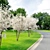 Shadbush Serviceberry Trees - Blooming Delight 3D model small image 2