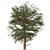 Black Pine: Premium Quality Pinus Nigra 3D model small image 2