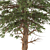 Black Pine: Premium Quality Pinus Nigra 3D model small image 3