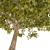 Majestic Chestnut Tree - 3D Model 3D model small image 5