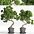 Breathtaking Bonsai - Plant 04 3D model small image 1