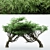 Dual Acacia Tree Bundle | High Detail and Scalable 3D model small image 1