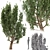 European Black Alder: Classic European Tree 3D model small image 1