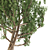 European Black Alder: Classic European Tree 3D model small image 2