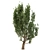 European Black Alder: Classic European Tree 3D model small image 4