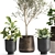 Exotic Plant Collection: Olive, Ficus, Croton, in Stylish Metal Pots 3D model small image 2