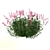 Ruellia Brittoniana: Stunning 2013 Plant 3D model small image 2