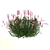 Ruellia Brittoniana: Stunning 2013 Plant 3D model small image 3