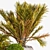 Outdoor Plants Tree 12: Stunning 3D Model 3D model small image 3