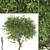 Graceful Weeping Pear Tree 3D model small image 1