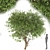 Graceful Weeping Pear Tree 3D model small image 2