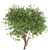 Graceful Weeping Pear Tree 3D model small image 3