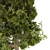 Blooming Chestnut Tree - 3D Model 3D model small image 3