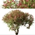 Santa Rita Bougainvillea: Set of 2 Spectabilis Trees 3D model small image 3