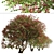Santa Rita Bougainvillea: Set of 2 Spectabilis Trees 3D model small image 4
