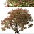Santa Rita Bougainvillea: Set of 2 Spectabilis Trees 3D model small image 5
