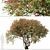 Santa Rita Bougainvillea: Set of 2 Spectabilis Trees 3D model small image 6