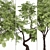 Exquisite Japanese Maple Duo 3D model small image 4