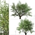 California Bay Laurel Trees (2-Pack): Coastal Beauty for Your Garden! 3D model small image 5