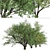 California Bay Laurel Trees (2-Pack): Coastal Beauty for Your Garden! 3D model small image 6