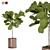 Modern Style Fiddle Fig Ficus Tree 3D model small image 1