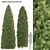  Pair of Majestic Golden Arborvitae Trees 3D model small image 1