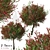 Colorful Photinia Fraseri Tree Set 3D model small image 1