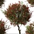 Colorful Photinia Fraseri Tree Set 3D model small image 2