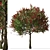 Colorful Photinia Fraseri Tree Set 3D model small image 4