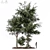 Lush Pine Tree: High-Quality 3D Model 3D model small image 1