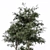 Lush Pine Tree: High-Quality 3D Model 3D model small image 4