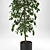 Versatile Benjamina Plant: Indoor & Outdoor 3D model small image 2