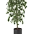 Versatile Benjamina Plant: Indoor & Outdoor 3D model small image 4