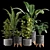Indoor Plants Collection 3D model small image 1