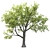 18m Corona Render Tree for Landscaping 3D model small image 1