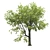 18m Corona Render Tree for Landscaping 3D model small image 2