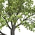 18m Corona Render Tree for Landscaping 3D model small image 3