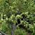 18m Corona Render Tree for Landscaping 3D model small image 4