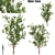Terminalia Catappa Tree - 3 Sizes 3D model small image 2
