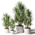 Assorted Dracaena: Perfect Indoor Plants 3D model small image 1