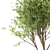  Duo Oak Tree Set  3D model small image 3