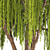 Graceful Weeping Willow Tree 3D model small image 2