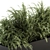 Polypodiales Plant Box Set: Outdoor Beauty 3D model small image 2