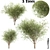 Fragile Willow Trio: 3 Sizes 3D model small image 1